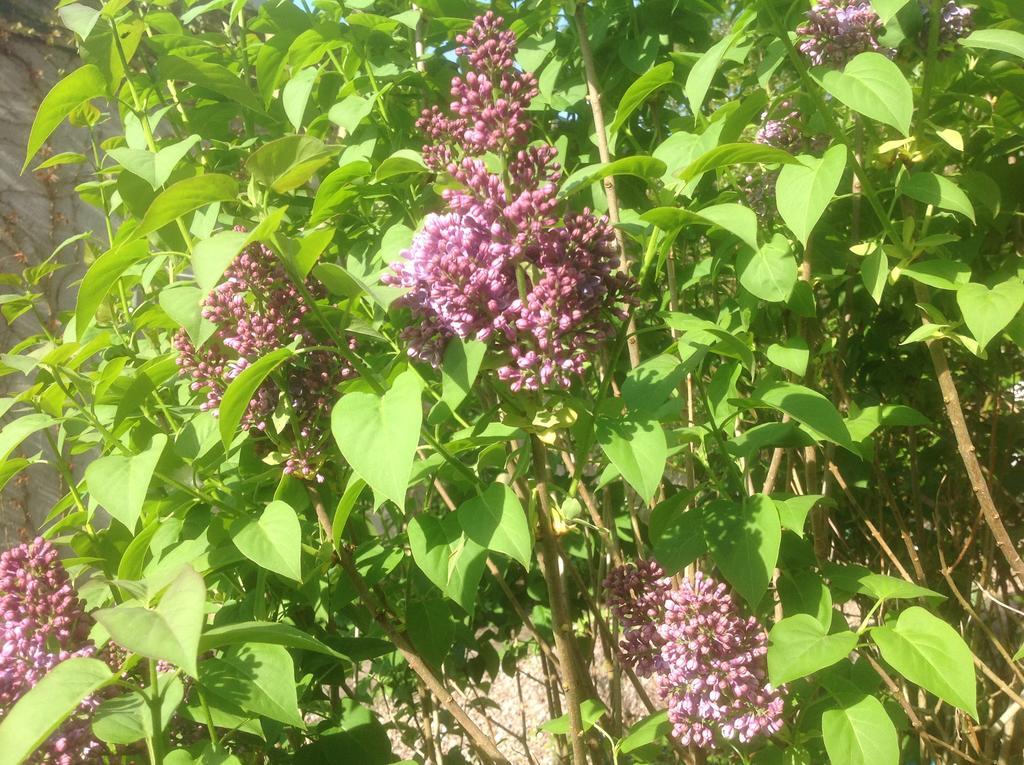Au Fond Du Jardin Maison D'Hotes Saint-Saëns Εξωτερικό φωτογραφία